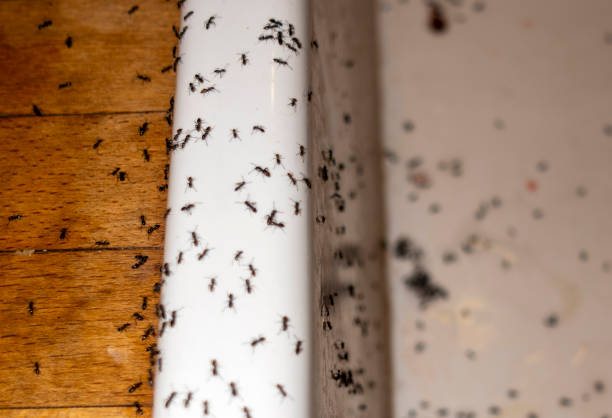 Pest Control Cost in Bertram, TX
