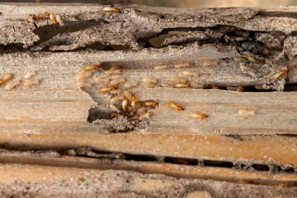 Best Local Pest Control Services  in Bertram, TX